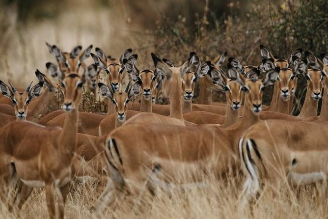 4 Days Best Experience Kilimanjaro Hike, Serengeti &Ngorongoro - Day 4: Wildlife in Ngorongoro Crater