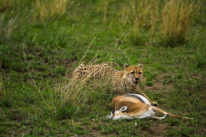 4 Days Group Joining Camping Safari to Tarangire Serengeti Ngorongoro Crater - Transportation Details