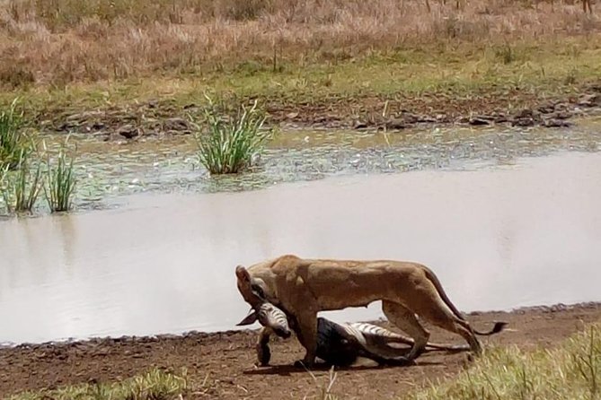 4 Days - Majestic Maasai Mara and Lake Nakuru Safari - Important Travel Tips
