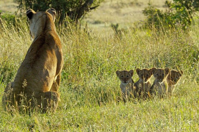 4 Days Safari in Tanzania - Booking Information and Pricing