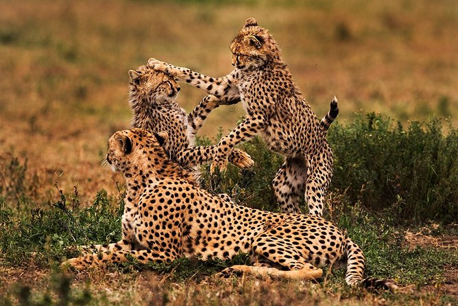 4 Days Tarangire, Serengeti & Ngorongoro Crater Joining Group Safari Tour - Customer Reviews