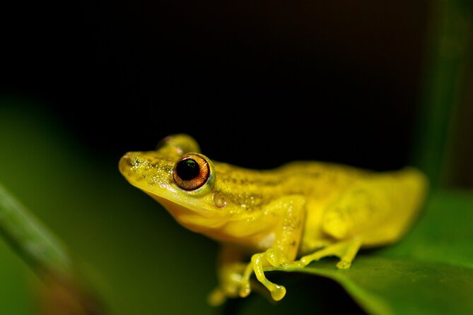 4 Days Tour to Tambopata National Reserve - Wildlife and Nature Experiences