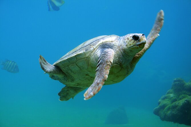 4-Hour Private Snorkeling and Sailing Trip - Private Transportation Provided