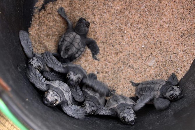 4h Turtle Watching With SSV Buggy Night 4WD - Additional Requirements and Restrictions