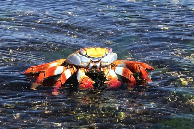 5-Day Galapagos Island Hopping Tour: Los Tuneles, Tintoreras and Isabela - Exploring Los Tuneles