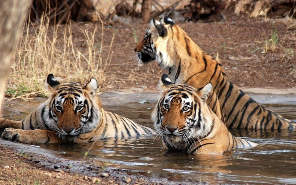 5-Day Golden Triangle With Jim Corbett National Park Safari - Exploring Agra and the Taj Mahal