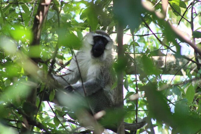 5 Days Best Wildlife Experience in Uganda - Savoring Local Cuisine and Culture