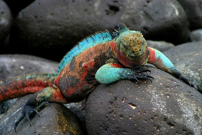5 Days Galapagos Tour: Santa Cruz and Isabela Islands - Questions About Your Stay