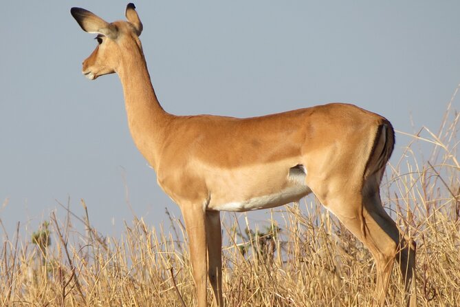 5 Days Tanzania Wildlife Safari Private Tour - Day 2: Serengeti National Park