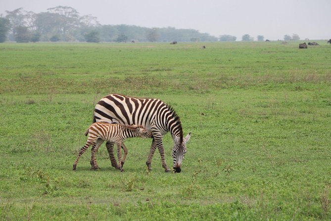 5 Days Tarangire, Serengeti, Ngorongoro & Manyara Mid-Range Camping Safari Tour - Traveling Arrangements