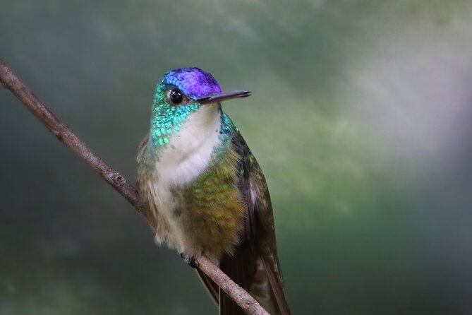 5-Hour Private Birdwatching Experience in San Juan La Laguna - Pricing and Cancellation Policy