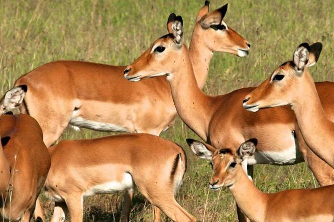 5days Tanzania Safari Lodge and Camping Serengeti, Tarangire & Ngorongoro Crater - Traveler Recommendations