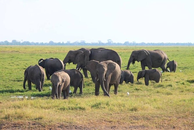 6-Day Maasai Mara, Lake Nakuru and Amboseli Safari - Traveler Experiences