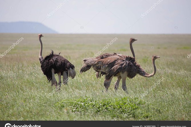 6 Day Tanzania Wildlife Mid Range Safari - Professional Guides and Amenities