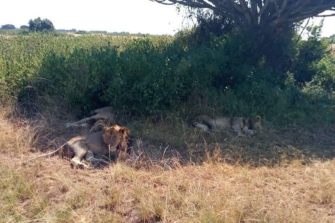 6 Days Chimps, Gorillas & Murchison Falls Africas Big Five Experience Safari - Logistics and Practical Considerations