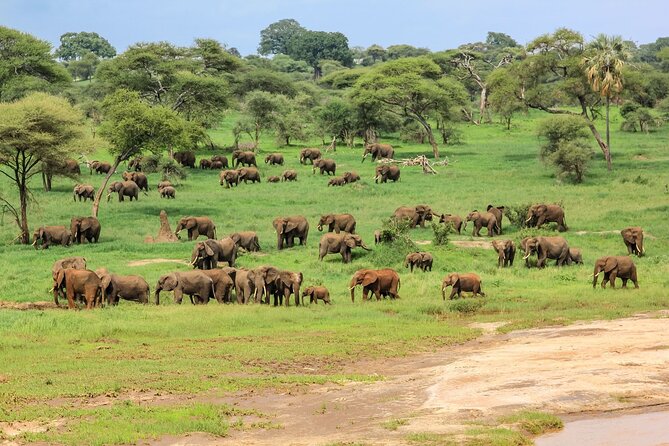 6 Days Tanzania Classic Safari - Day 5: Serengeti to Karatu