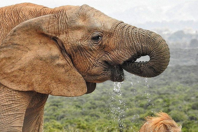 7-day Cape Town, Winelands, Garden Route and Addo National Park - Additional Considerations