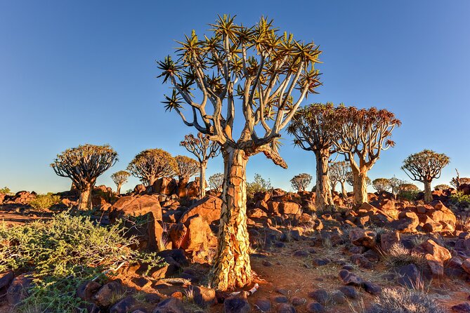 7 Day Southern Namibia and Sossusvlei Camping Safari - Quiver Tree Forest