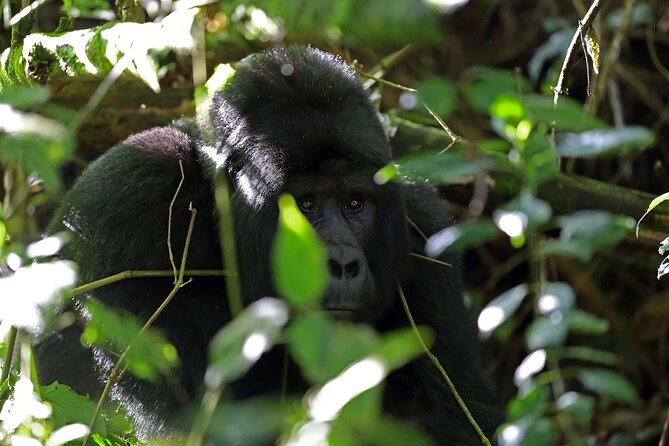 7 Days Flying Gorillas and Wildlife Safari Uganda Private Tour - Frequently Asked Questions