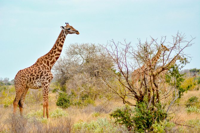 8 Day Spectacular Migration Serengeti Mid -Range Tanzania Safari - Wildlife Encounters