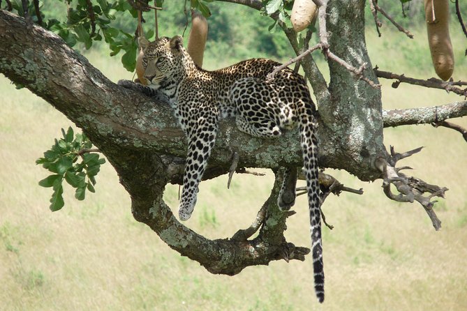 8 Days Amboseli Great Rift Valley Lakes & Masai Mara - Accommodation and Meals
