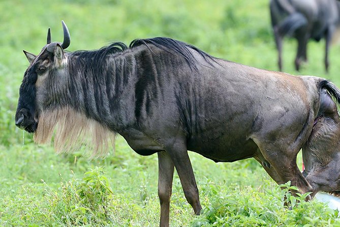 9-Day Serengeti Migration Footsteps Tanzania Safari - What to Pack for Tanzania