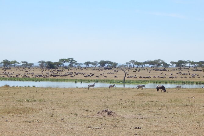 9 Days Tanzania Exhaustive Safari - Domestic Flight to Arusha