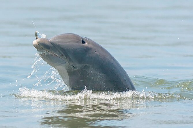 90 Minute Hilton Head Dolphin and Nature Cruise - Customer Feedback