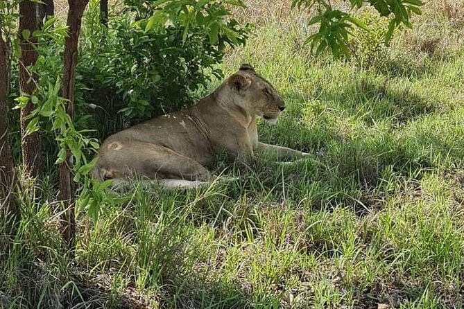 A Day Trip To Selous Fly From Zanzibar - Traveler Reviews and Ratings