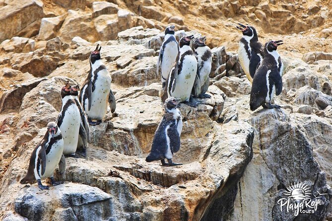 A Full Day in Lima: Paracas and Huacachina Ica in Luxury Mobility! - Important Tour Information