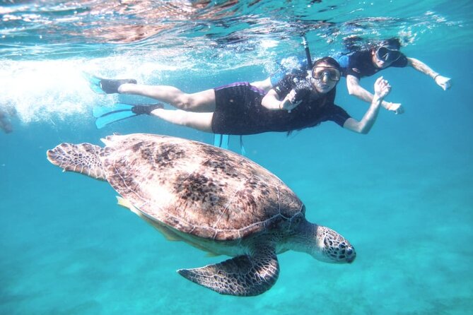 Abu Dabbab Beach Full Day Trip With Turtles - Customer Reviews
