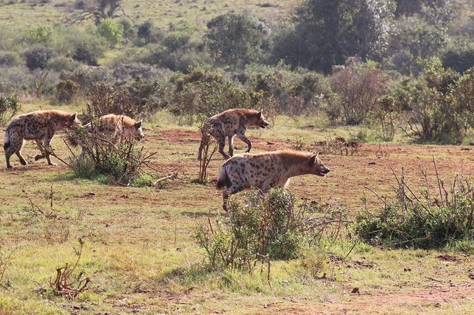 Addo Elephant National Park From Port Elizabeth - FD01 - Booking Information