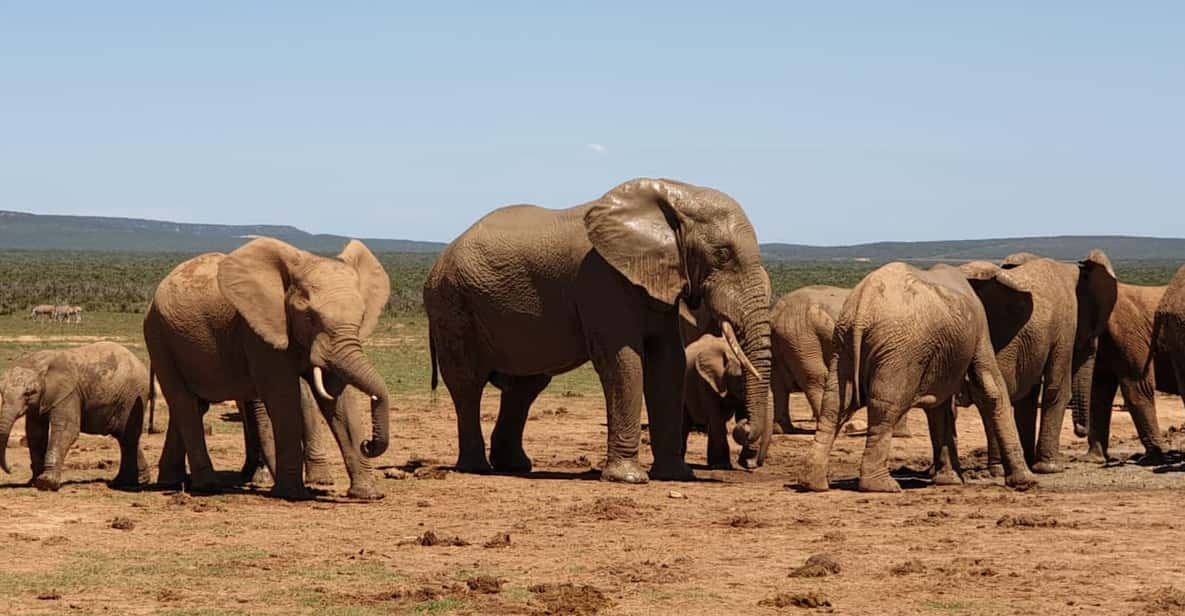 Addo Elephant National Park (Full-Day Game Drive ) - Booking and Reservations