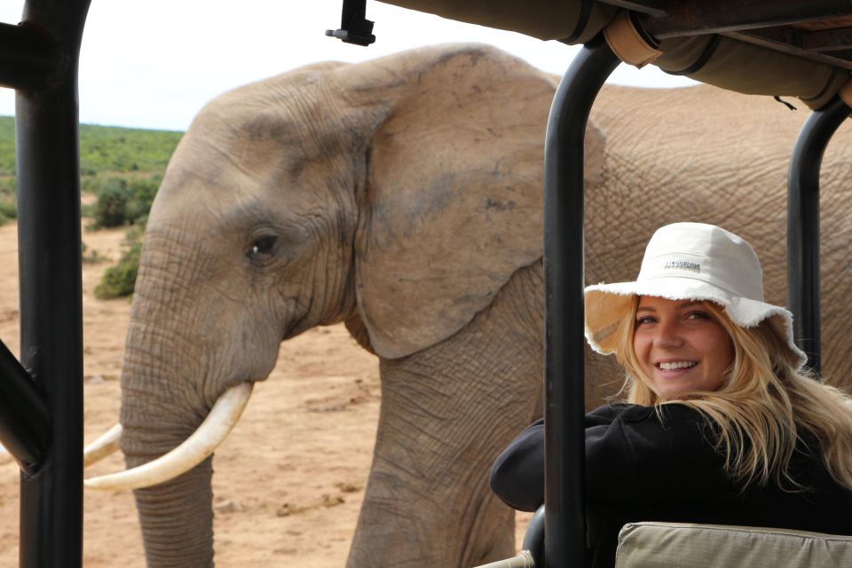 Addo Elephant National Park Game Drive Day Tour With Lunch - Scenic Game Drive Encounters