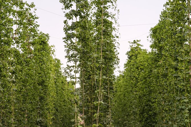 Agricultural Brewery Tour in the Roman Countryside - Reviews Summary