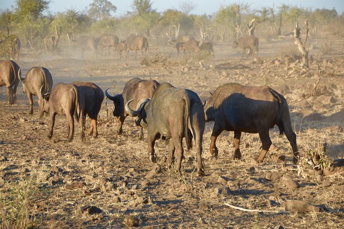 All Inclusive 2 Day Kruger Safari From Johannesburg - Reviews From Previous Guests