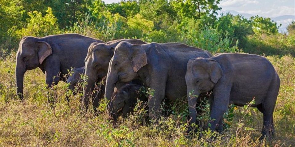 All Inclusive Udawalawe National Park Safari, With Lunch! - Pickup and Drop-off