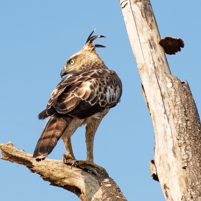 All-Inclusive Wildlife Safari Hurulu Eco Park Morning - Frequently Asked Questions