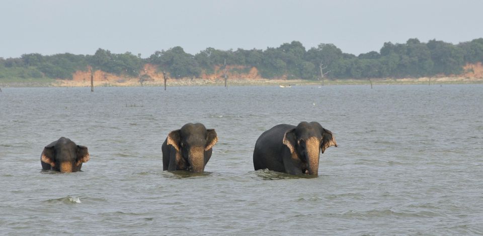 All Inclussive Udawalawa National Park Safari From Colombo - Pickup and Transportation