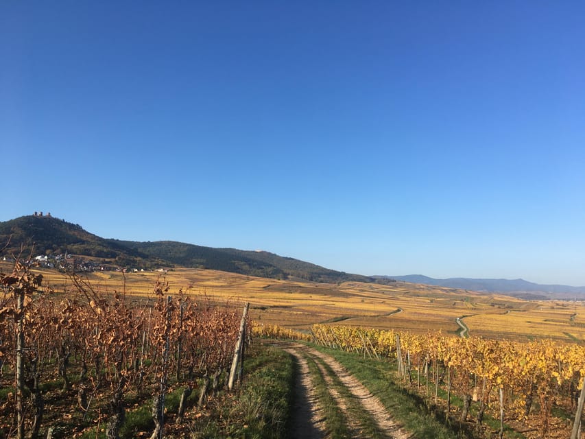 Alsace: Wine Tasting - Booking Information