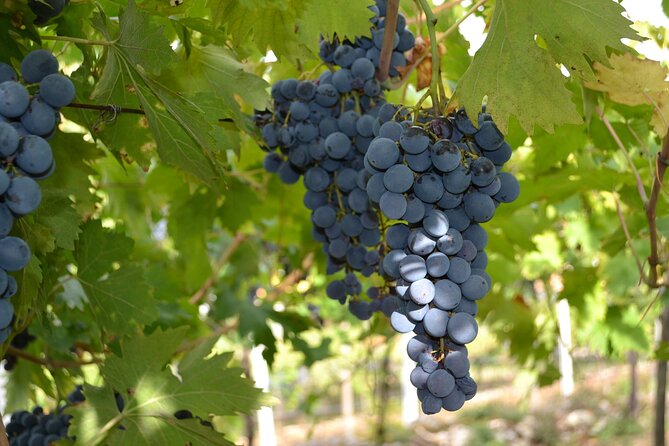 Amarone Della Valpolicella Wine Experience - Meet the Vogadori Family - Positive Customer Feedback