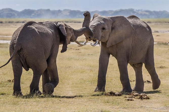Amboseli National Park Guided Full Day Tour - Traveler Reviews and Ratings