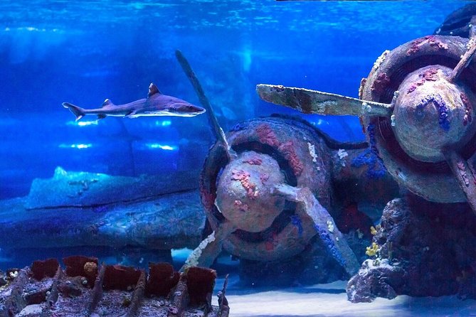 Aquarium & Face2face Wax Museum From Antalya - Customer Support and Feedback