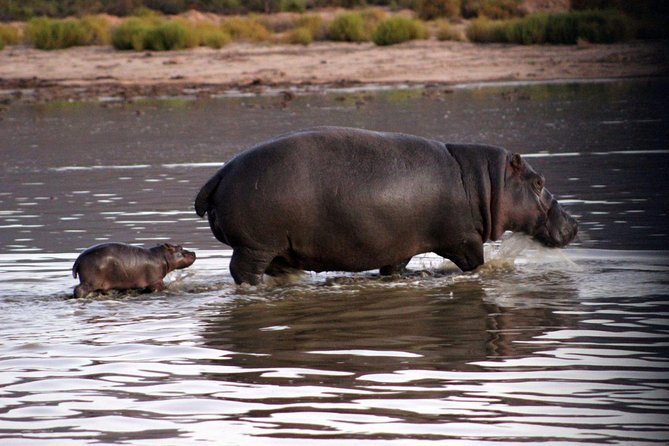 Aquila Day Safari - With Transport - Safari Experience and Activities