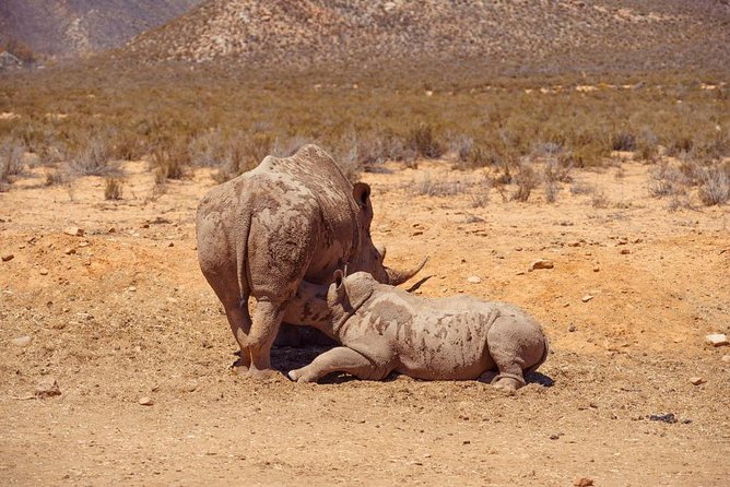 Aquilla BIG5 Private Safari Cape Town - What to Expect on the Safari