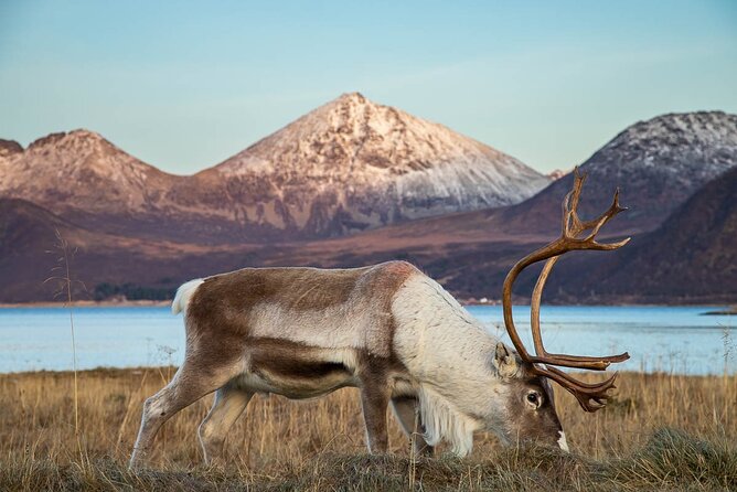 Arctic Landscapes Hiking Tour - Sightseeing & Snowshoeing, Tromsø - Hiking and Photography