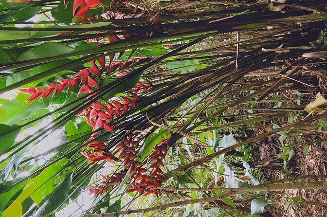 Arenal Volcano Pineapple & Sloth Hiking+ Coffee- Chocolate Tour - Customer Testimonials and Experiences