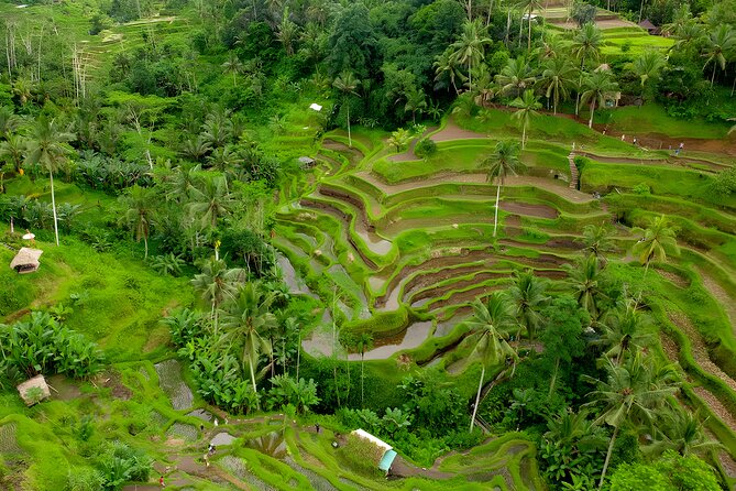 Bali Full-Day Car Charter: All About Ubud Village Trip Experience - Travel Tips