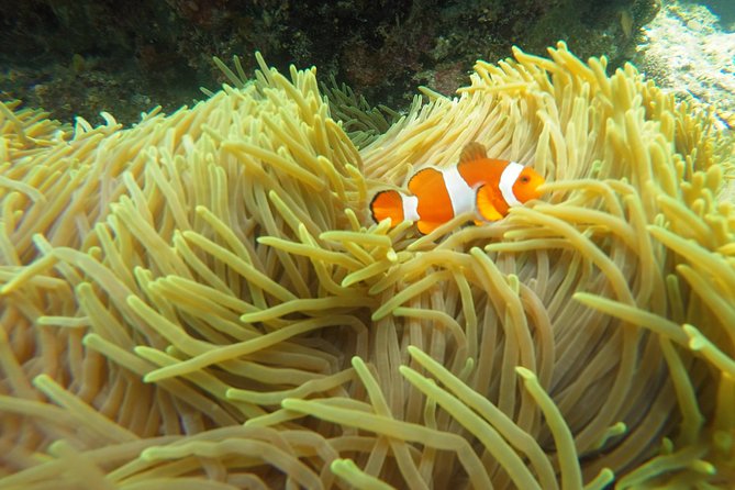 Bali Scuba Diving at Padang Bai for Certified Diver - Equipment Rental and Upgrades