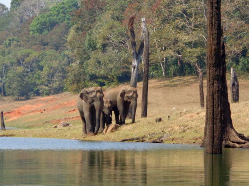 Beauty of Nature, Cochin With Periyar Wildlife Tour(04 Days) - What to Bring